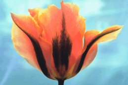 Thanksgiving Bible Study-beautiful tulip