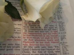 Bible Healing Scriptures: Bible with a rose