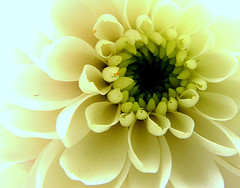 Christian Healing Yellow Flower in Bloom