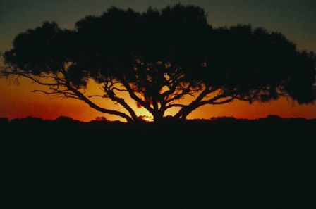 Christian Depression-Tree at sunset