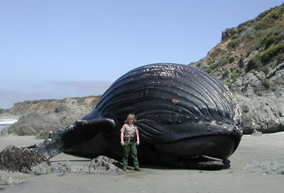 Humpback whale