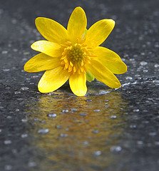 healing Bible study yellow flower in the rain